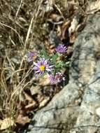 Image of aromatic aster