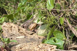 Image of Dioscorea wallichii Hook. fil.