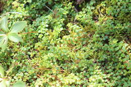 Image of creeping snowberry