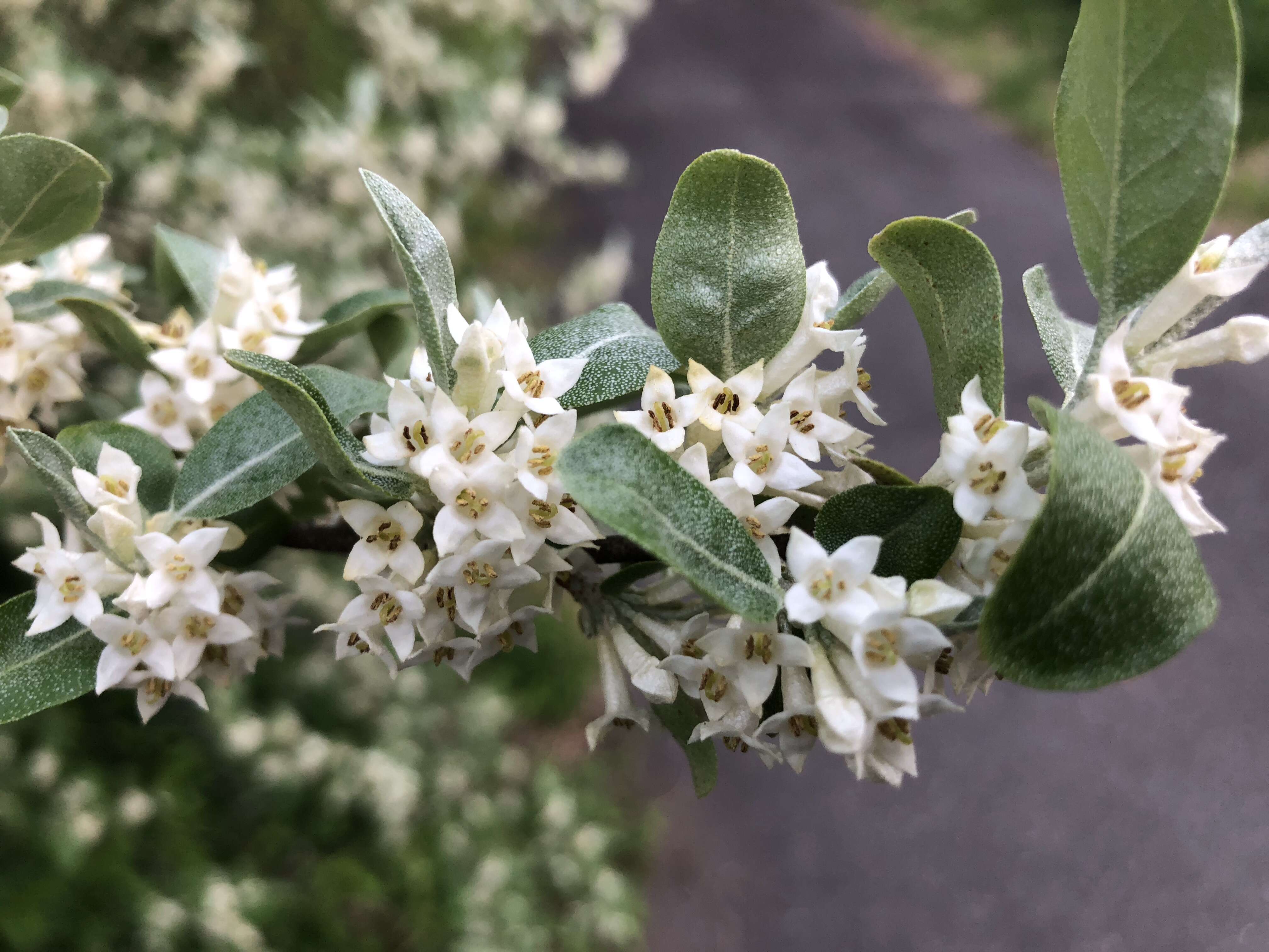 Image of cherry silverberry