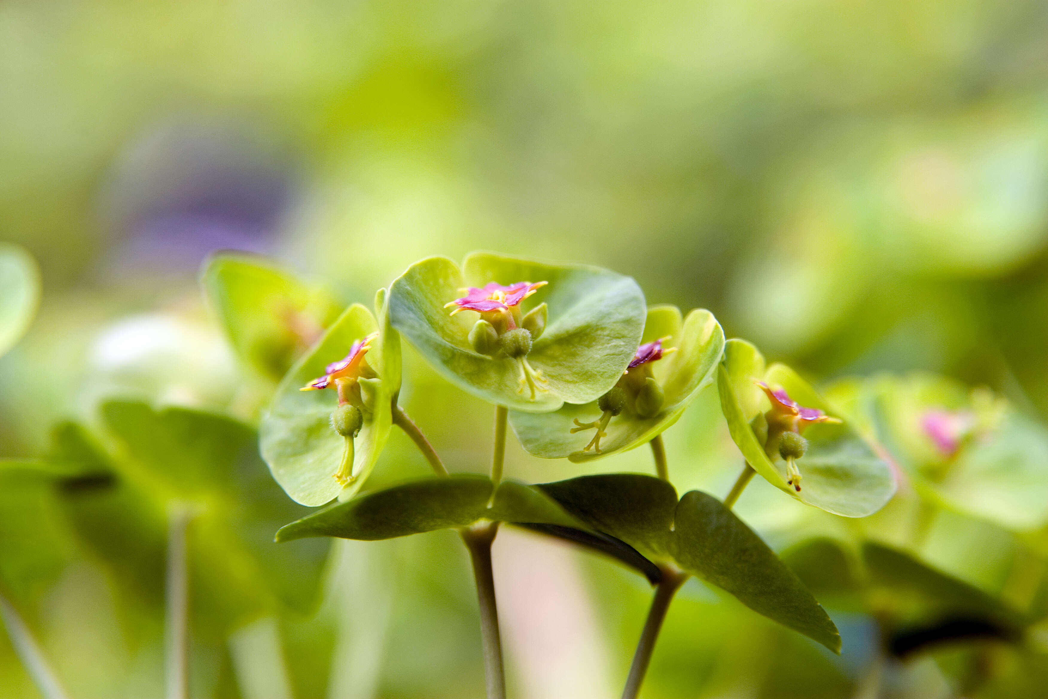 Image of Euphorbia martini Rouy