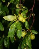 Diospyros lycioides Desf.的圖片