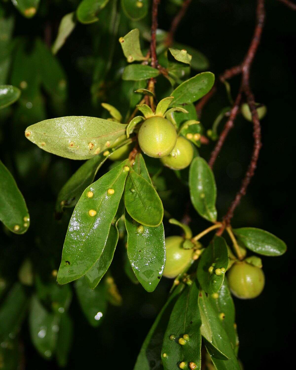 Sivun Diospyros lycioides Desf. kuva