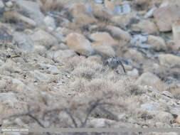 Image of Eurasian Goshawk