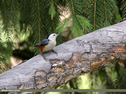 Слика од Sitta leucopsis Gould 1850