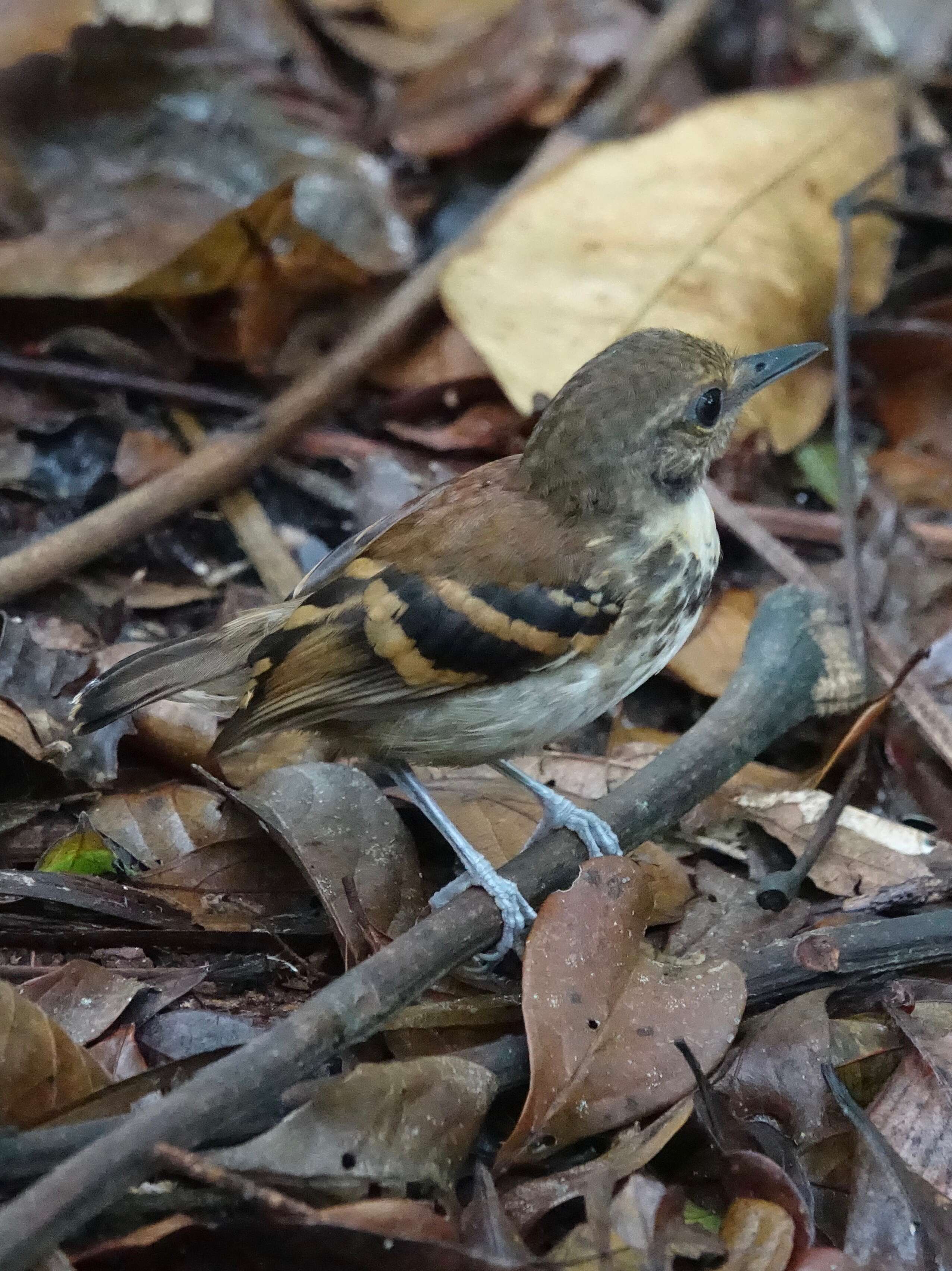 Image of Checker-throated Antwren