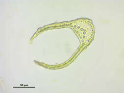 Image of distichium moss