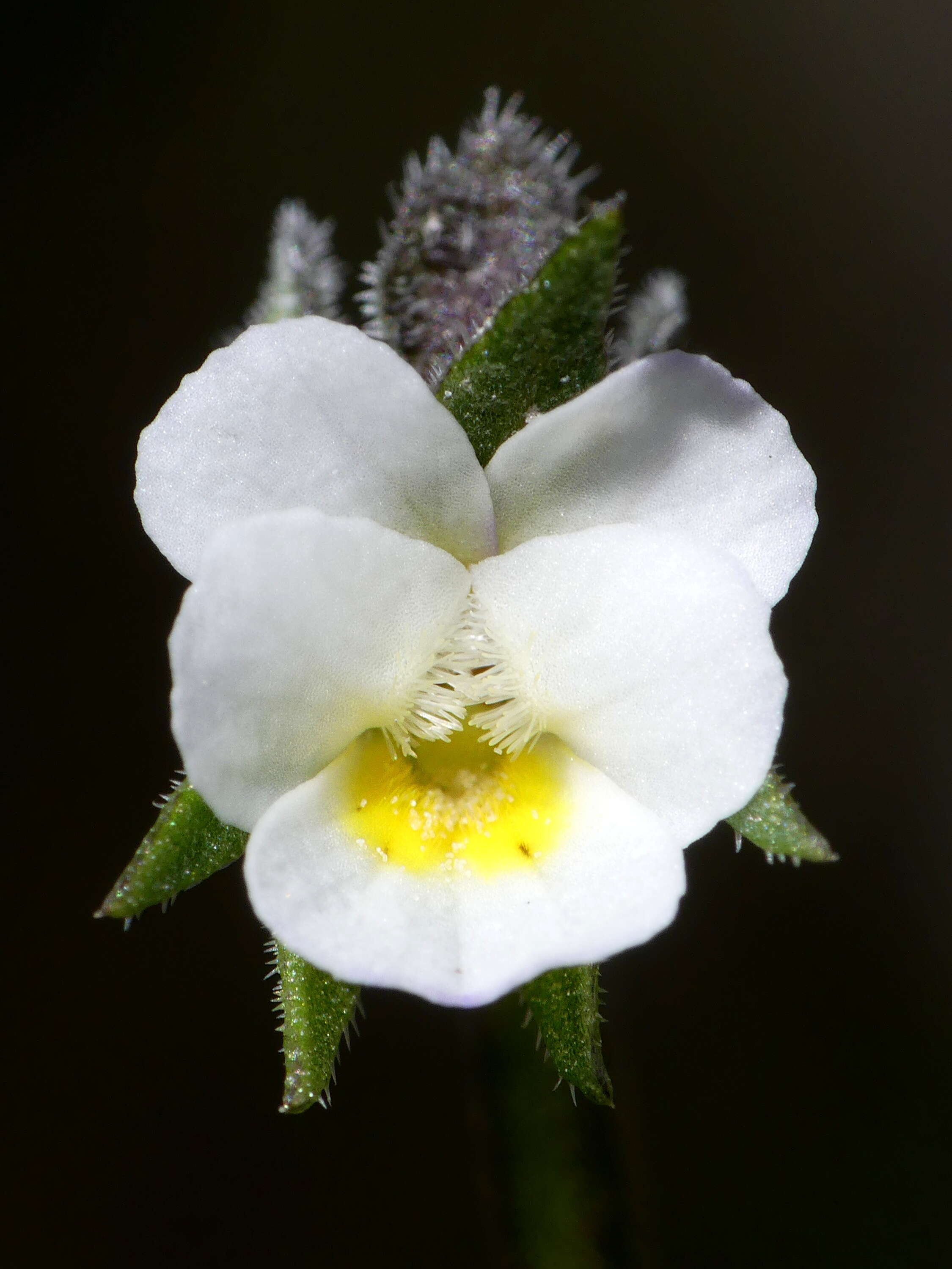 Image of Dwarf Pansy