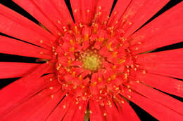 Image of Barberton daisy