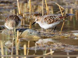 Imagem de Calidris minuta (Leisler 1812)