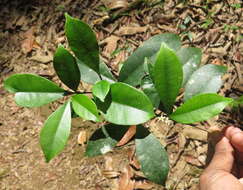 Image of Zanthoxylum ovalifolium Wight