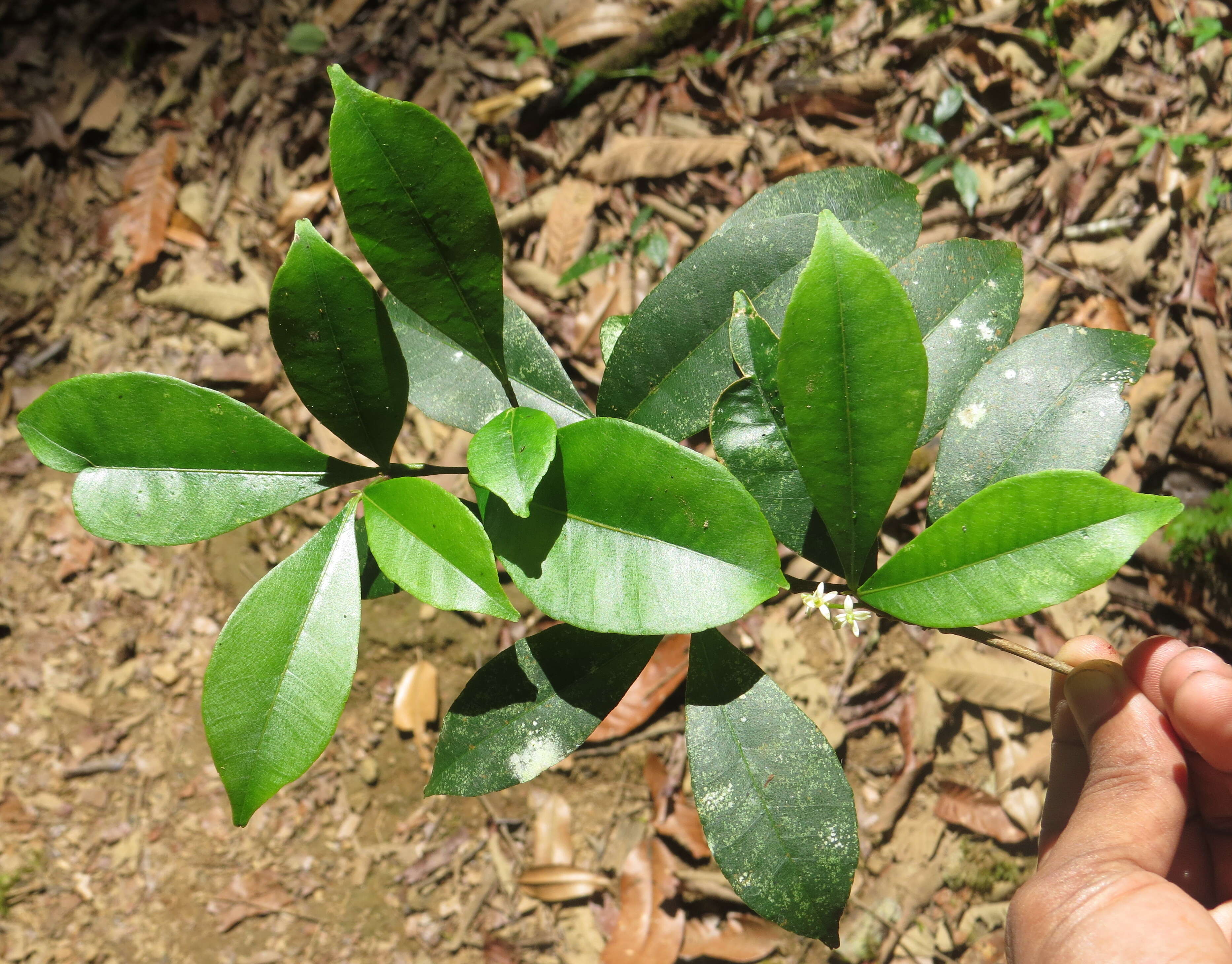 Image of Zanthoxylum ovalifolium Wight