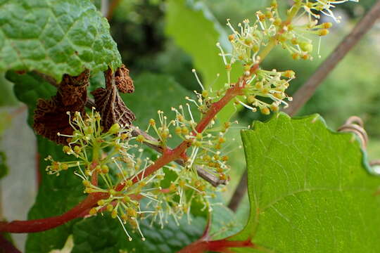 Image of Amur grape