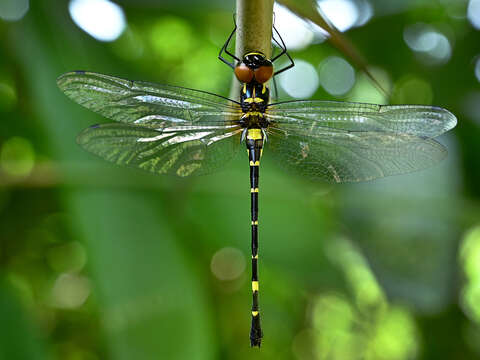 Image of Macromia flavocolorata Fraser 1922