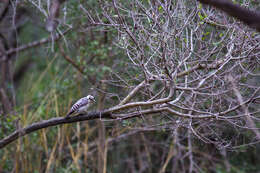 Image of Ladder-backed Woodpecker
