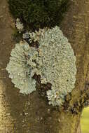 Image of Common greenshield lichen