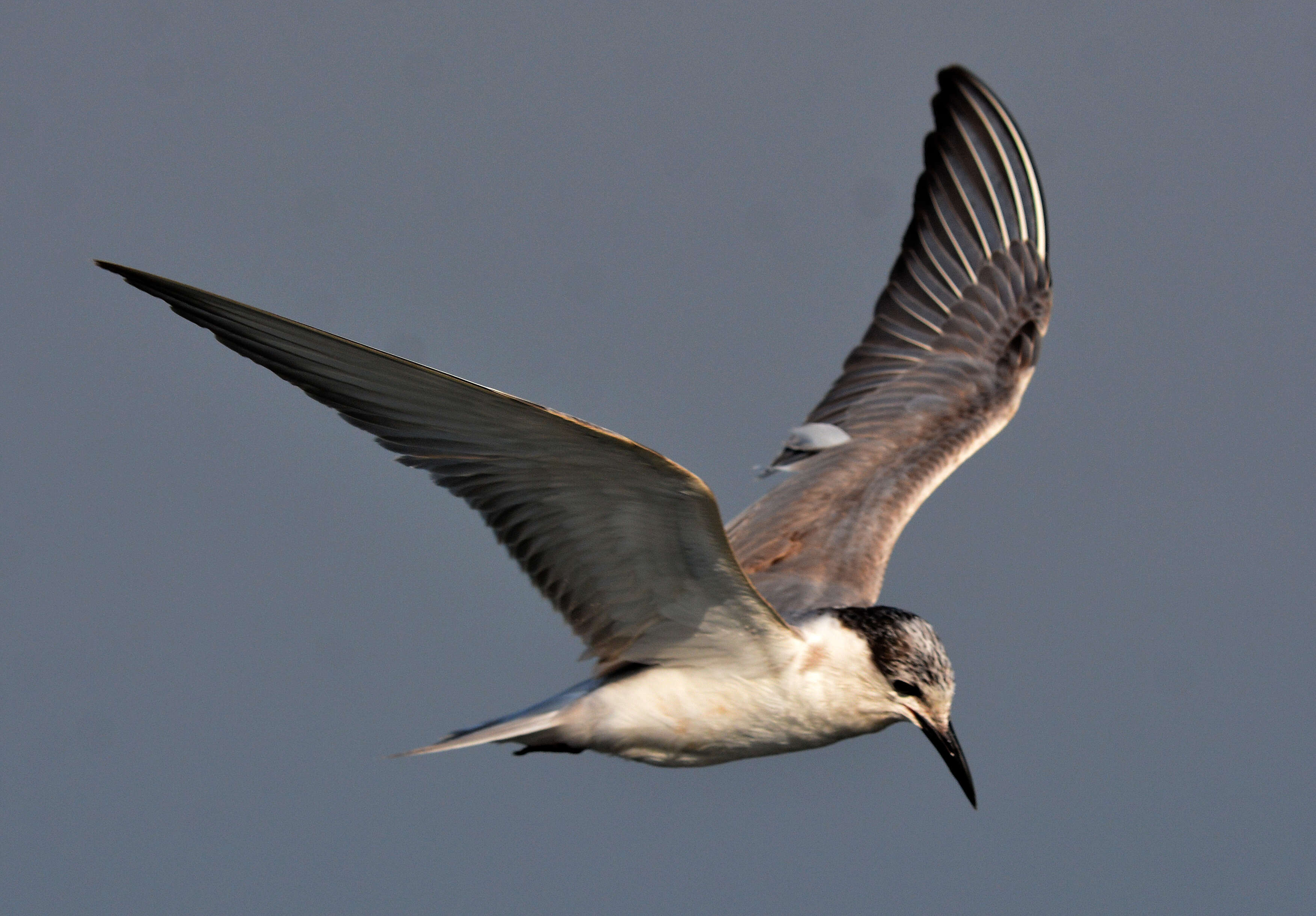 Image of Whiskered Tern