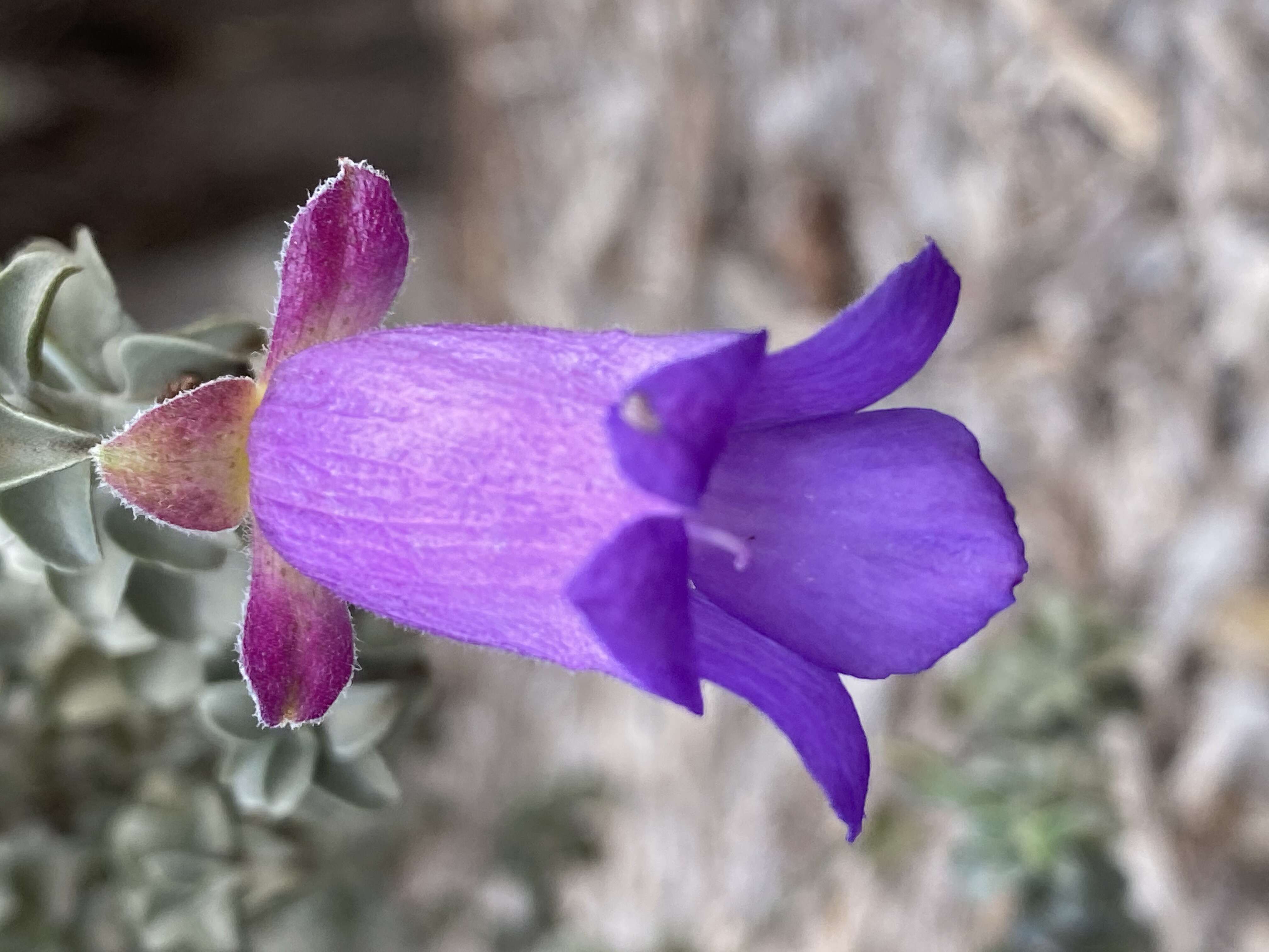 Imagem de Eremophila rotundifolia F. Muell.