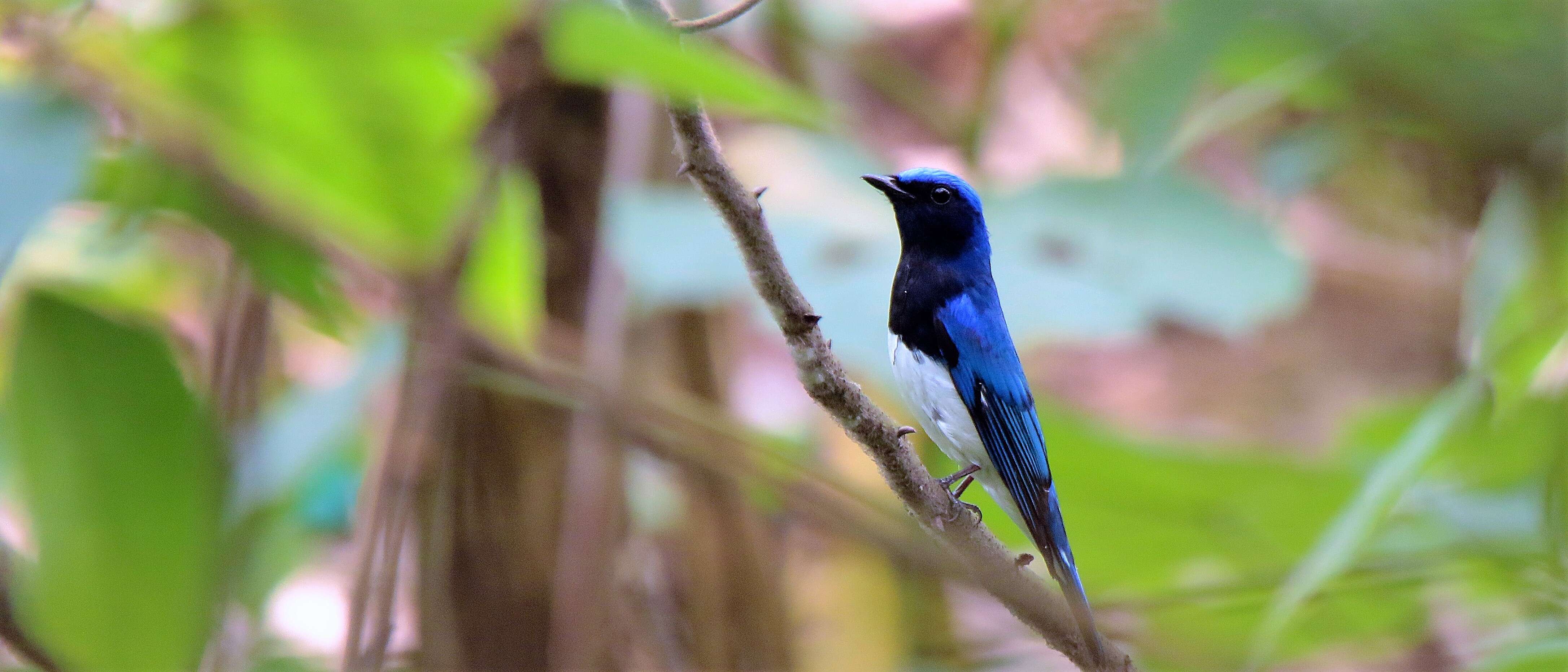 Image of Cyanoptila Blyth 1847