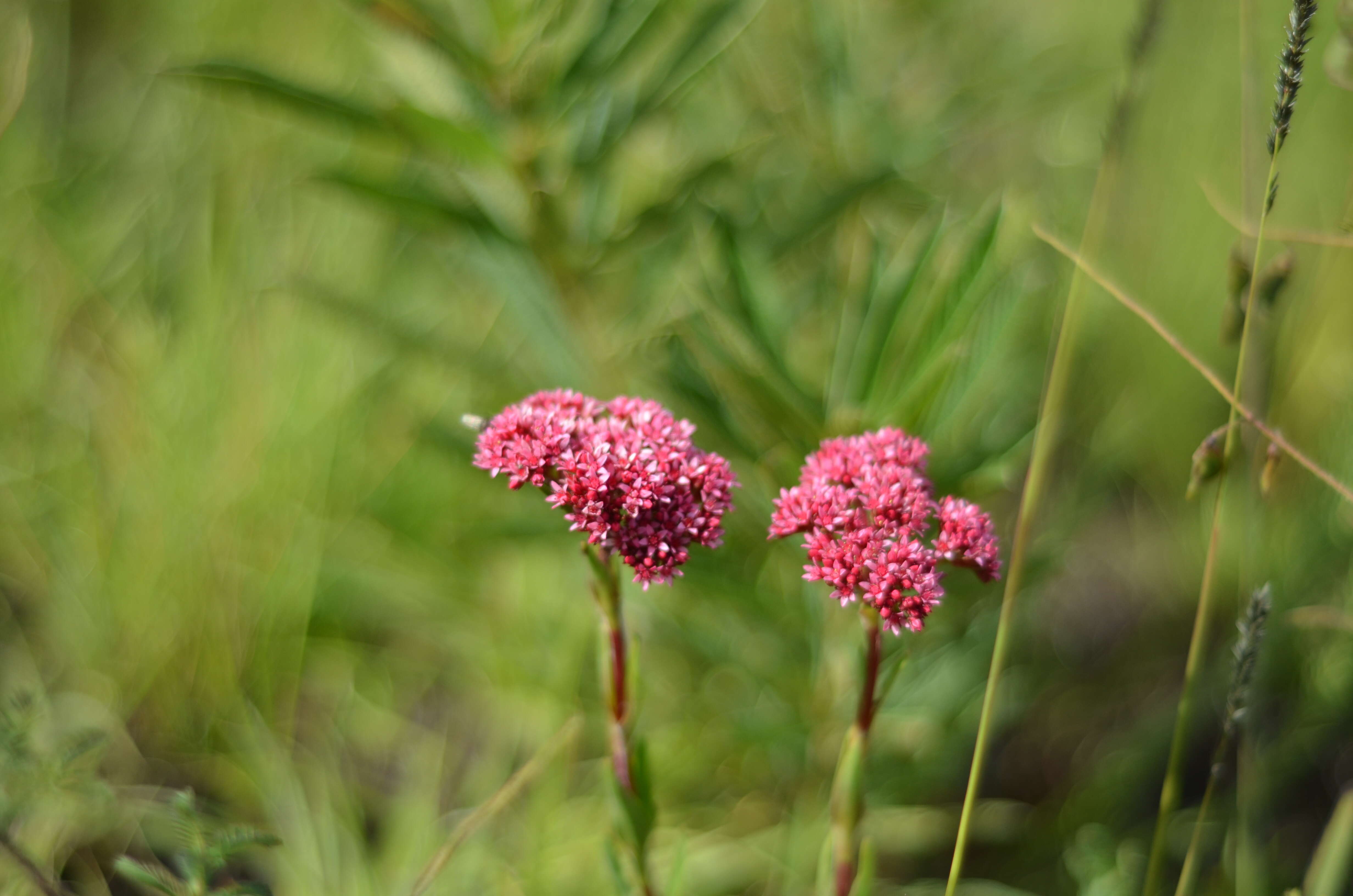 Image of Crassula alba Forsk.