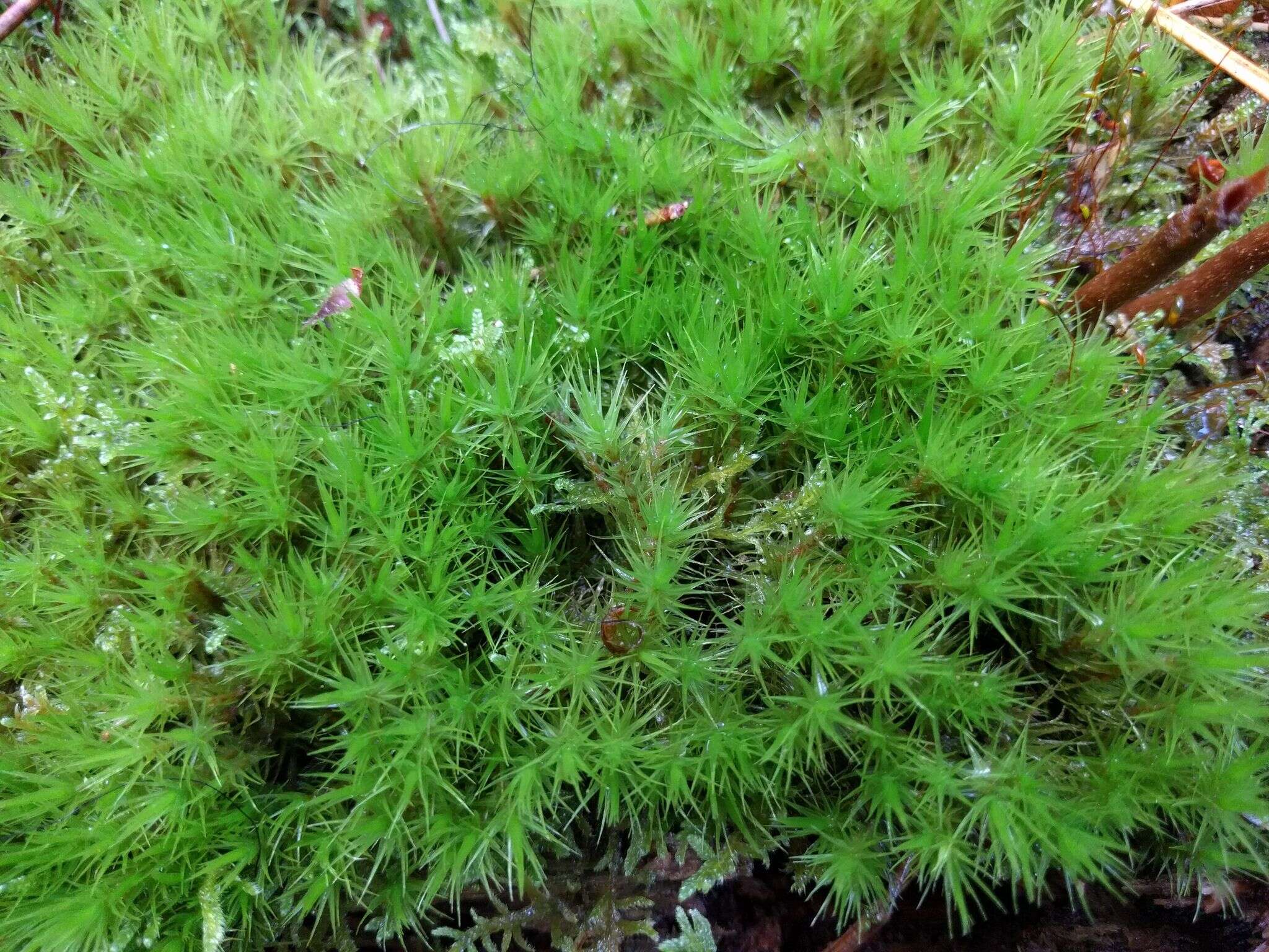 Image of Broom Moss