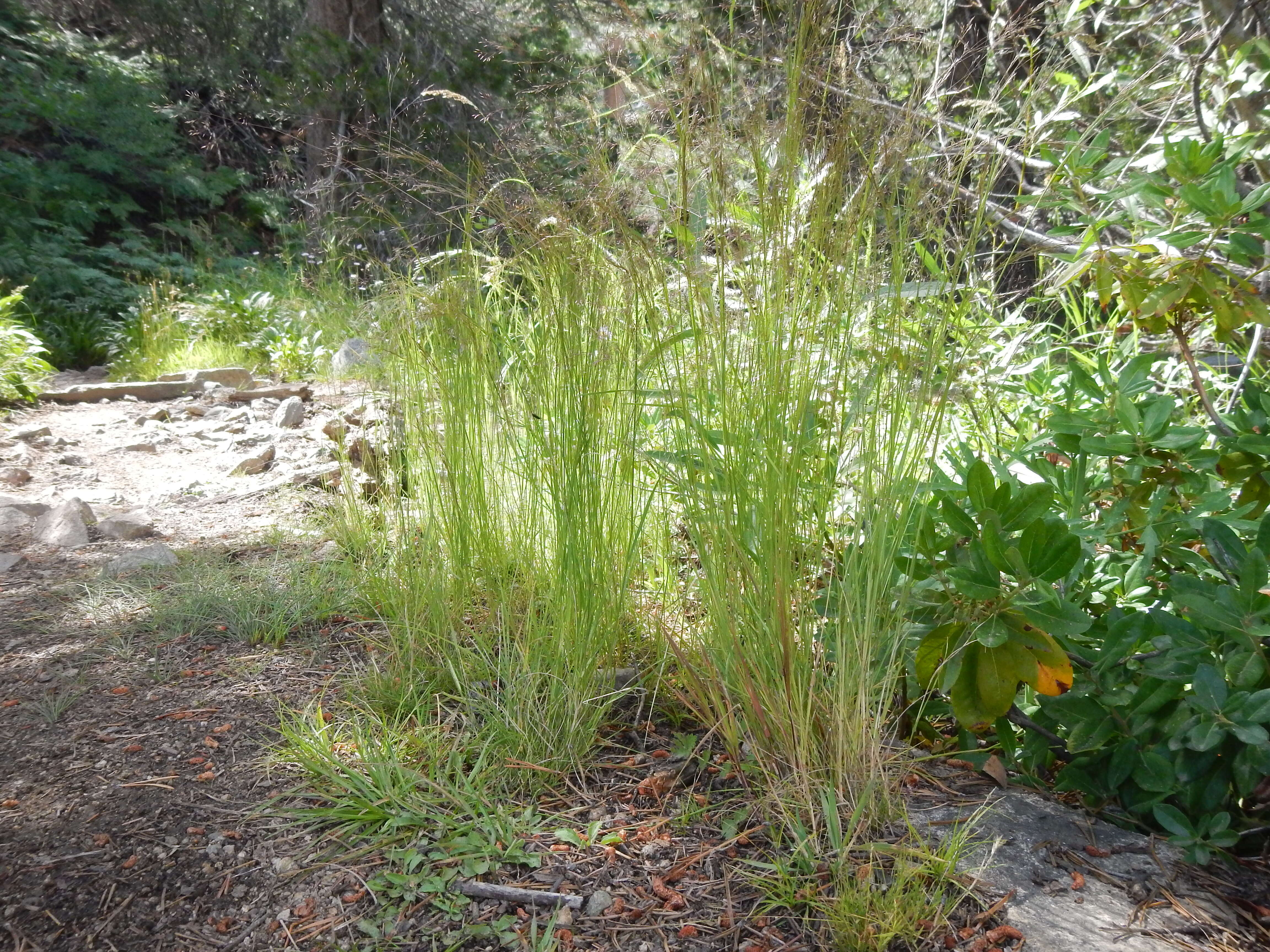 Image of rough bentgrass