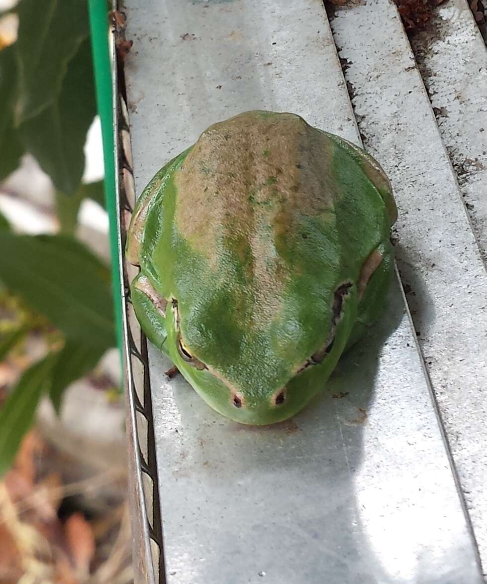 Image of Mediterranean Tree Frog