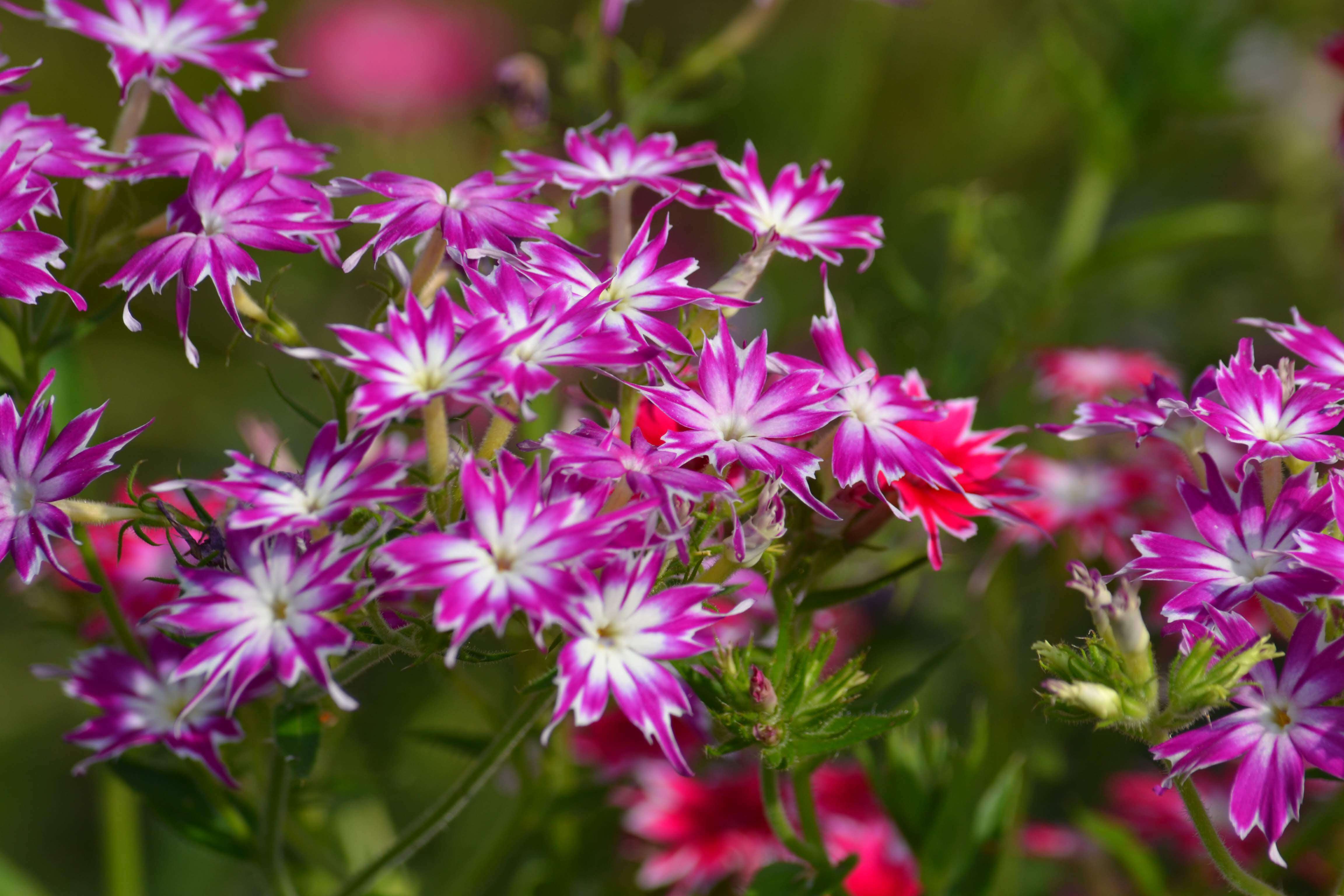 Image of annual phlox