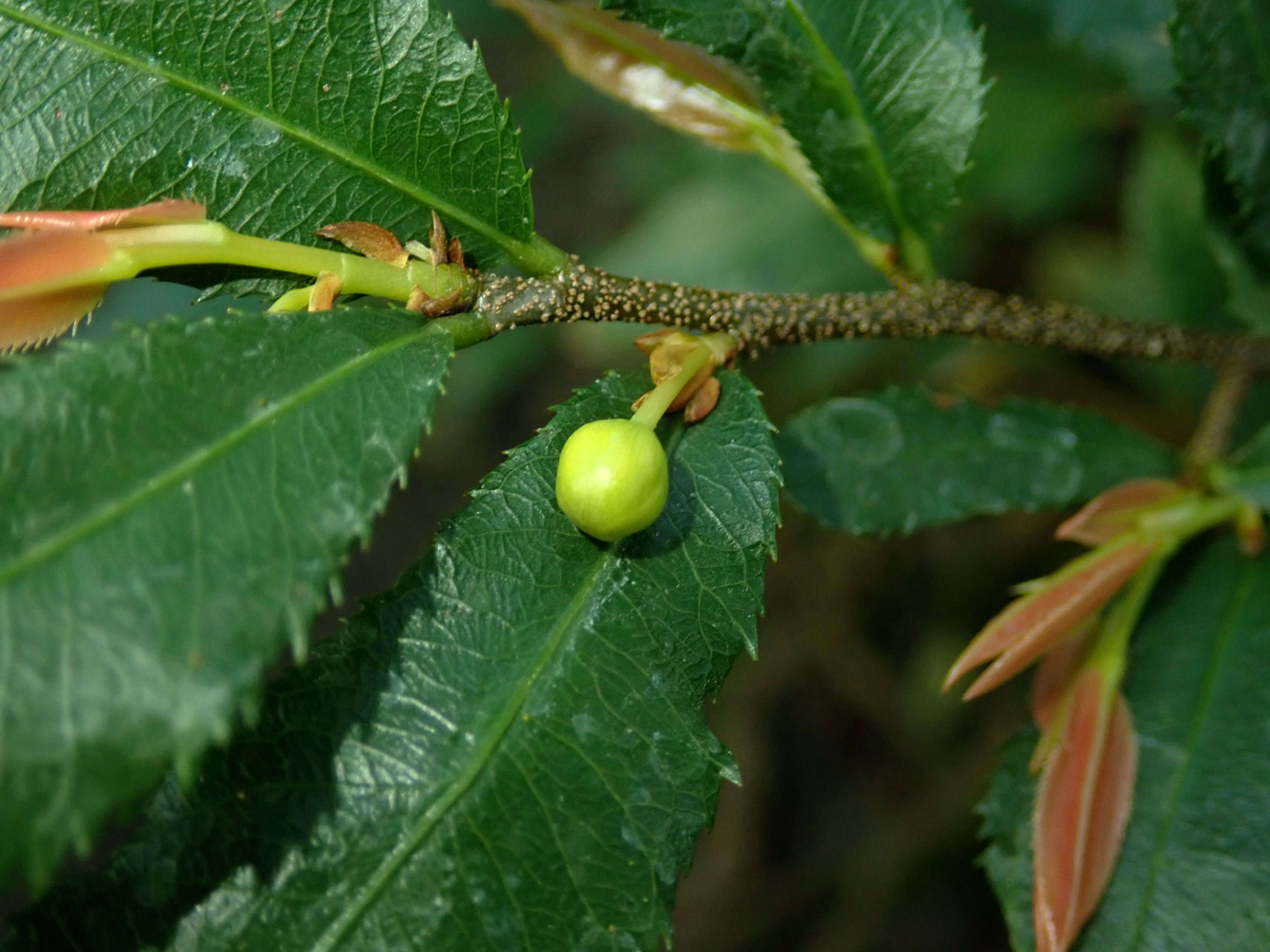 Image of Mickey Mouse plant