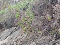 Image of Leucadendron rourkei I. J. M. Williams