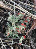 Image of cup lichen