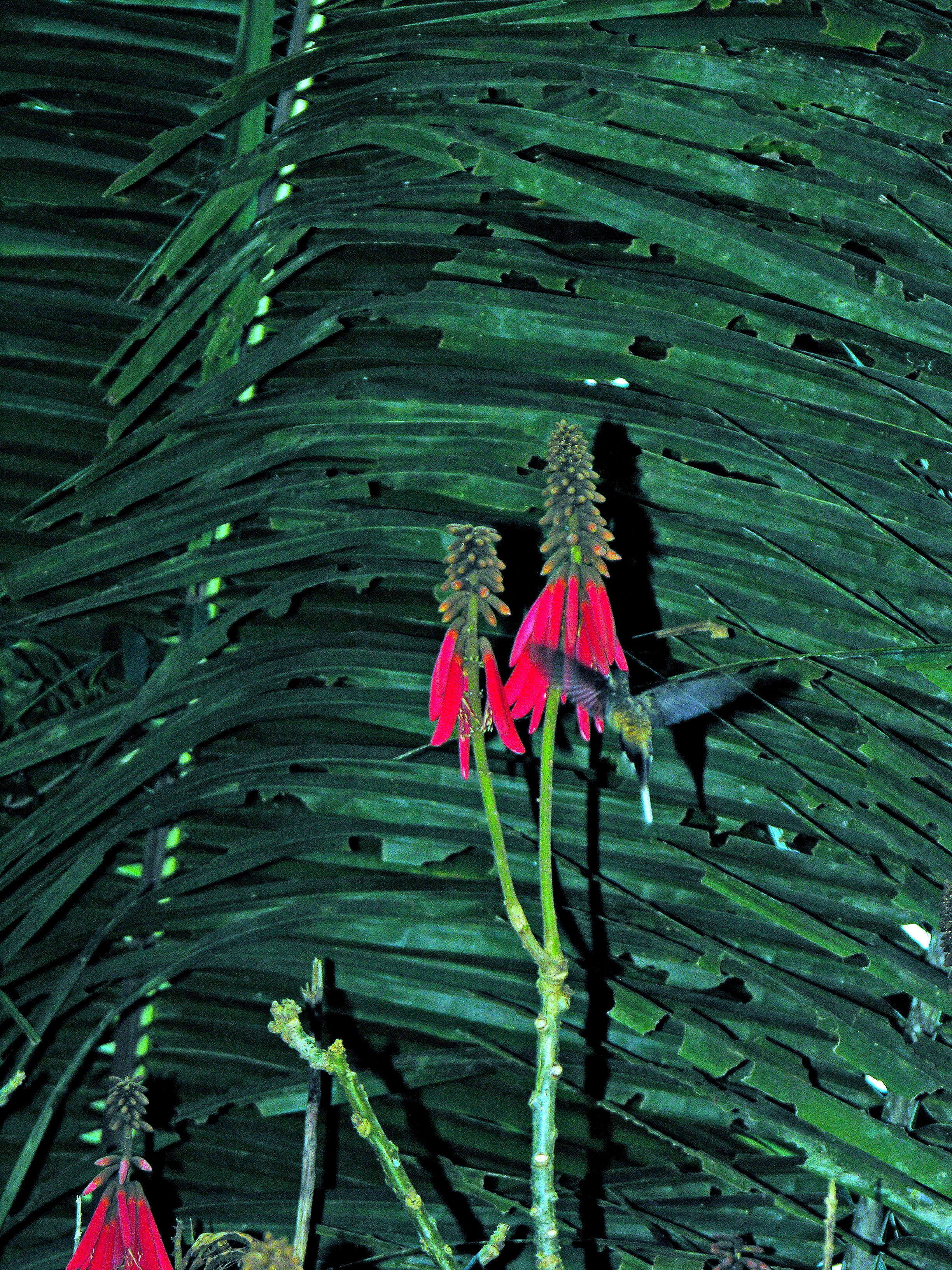 Image of Long-billed Hermit