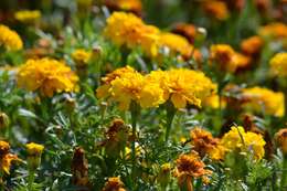 Image of French marigold