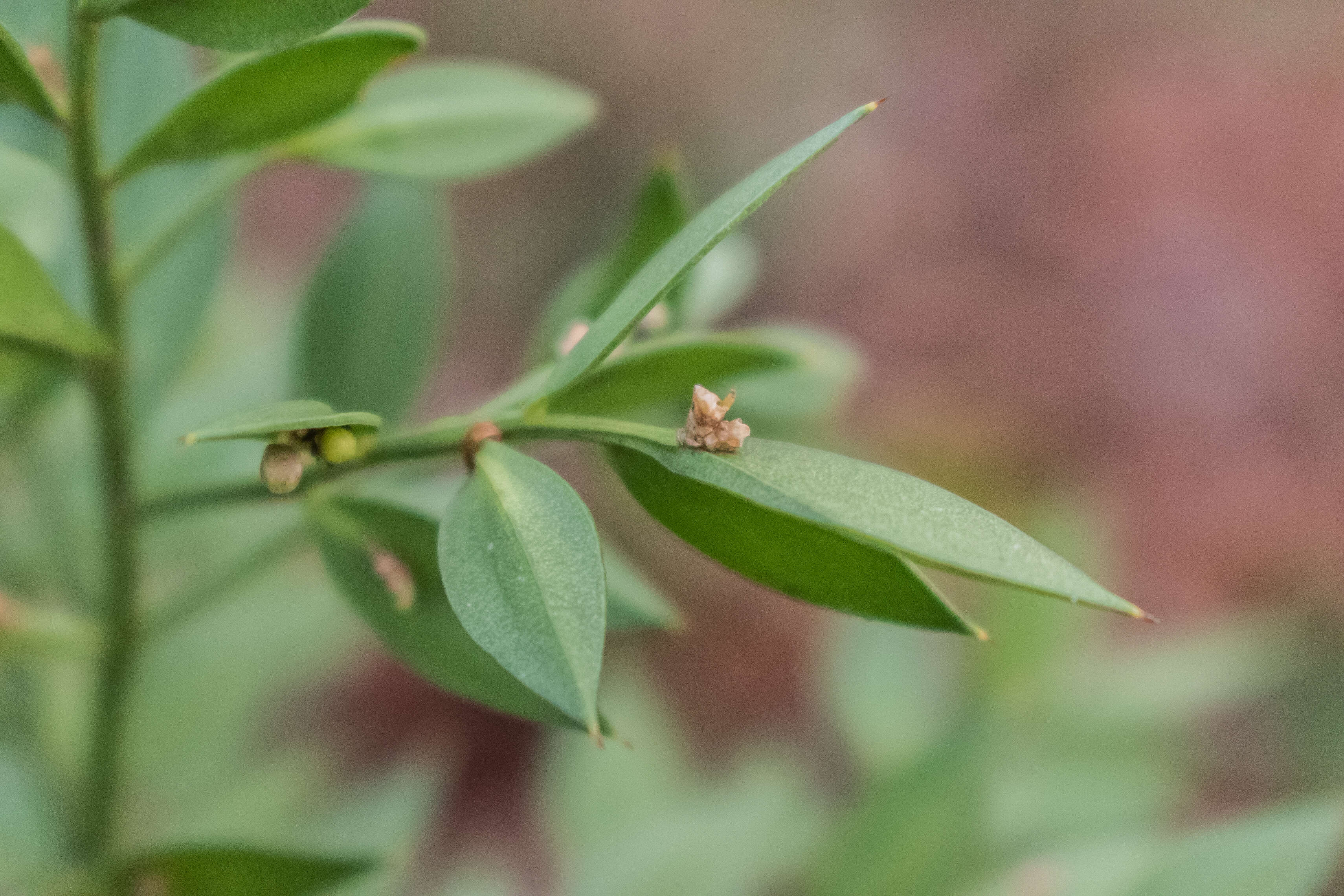 Image of Box Holly