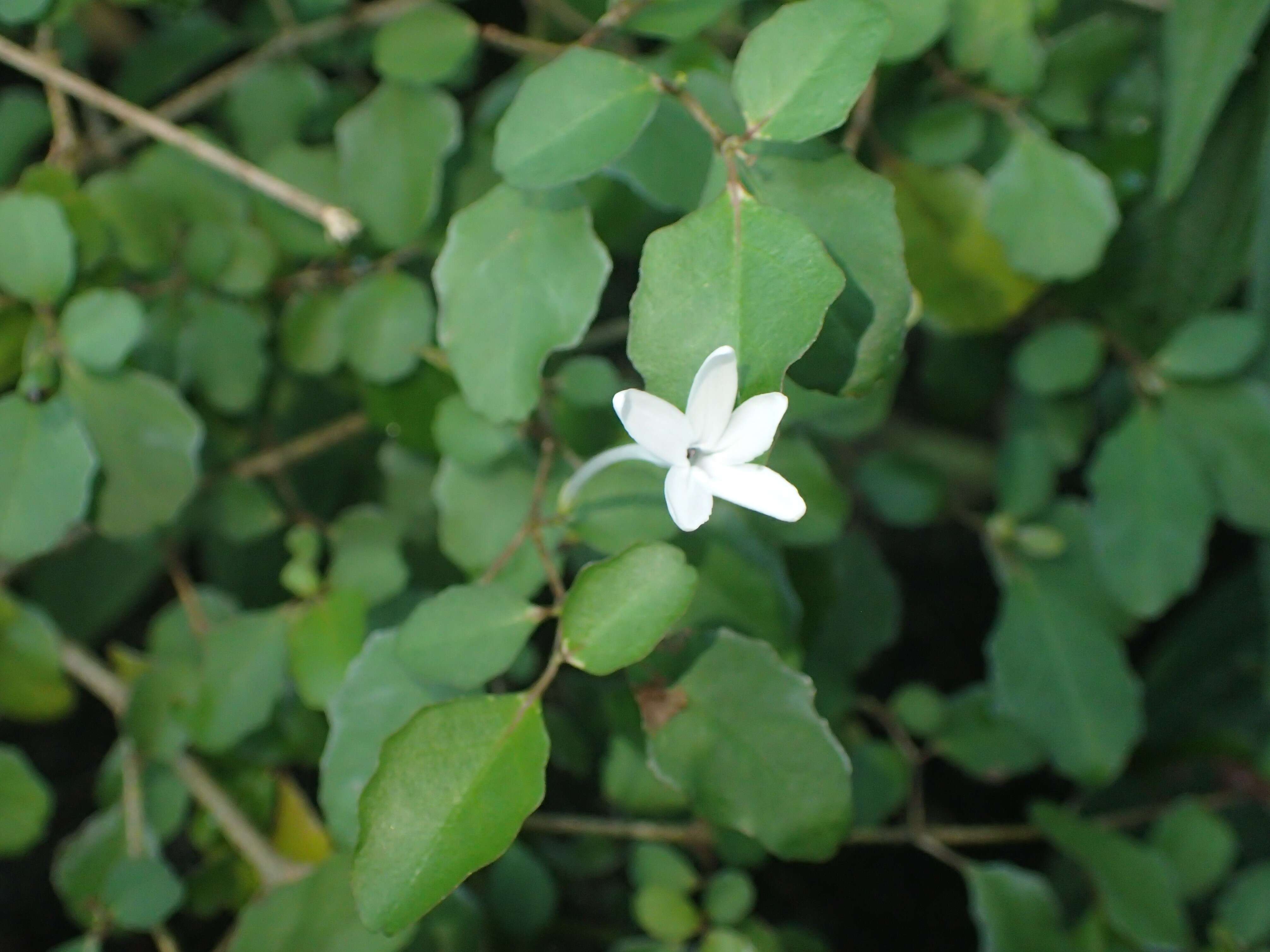 Image of Pseuderanthemum repandum subsp. tuberculatum (Hook. fil.) H. Heine