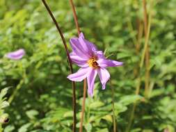 Image of Dahlia merckii Lehm.