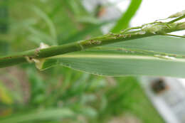 Image of Johnson grass