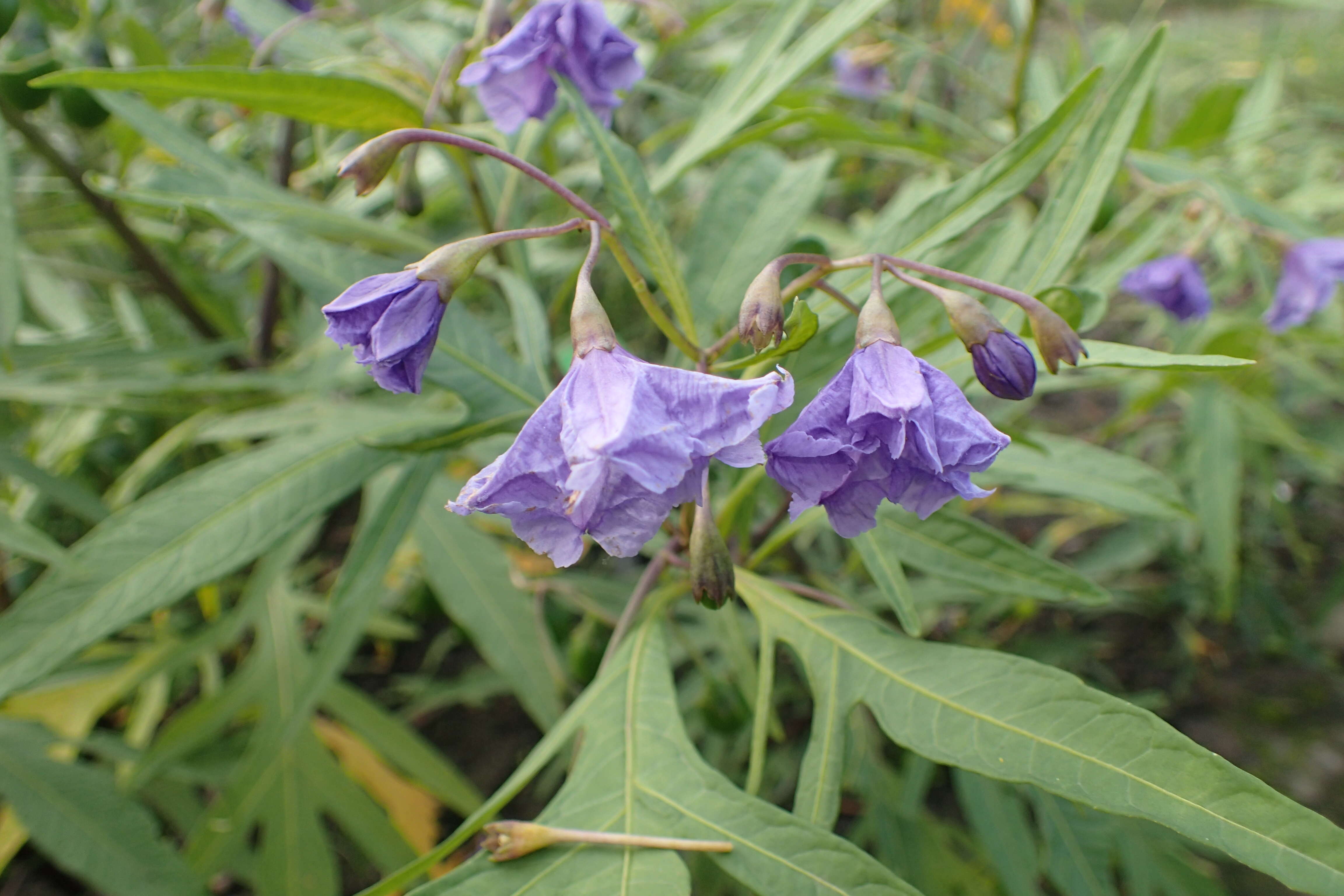 Image of Kangaroo Apple