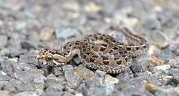 Bitis atropos (Linnaeus 1758) resmi