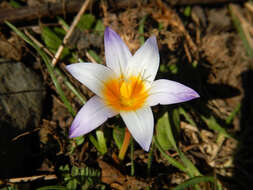 Image of crocus-leaved ROMULEA