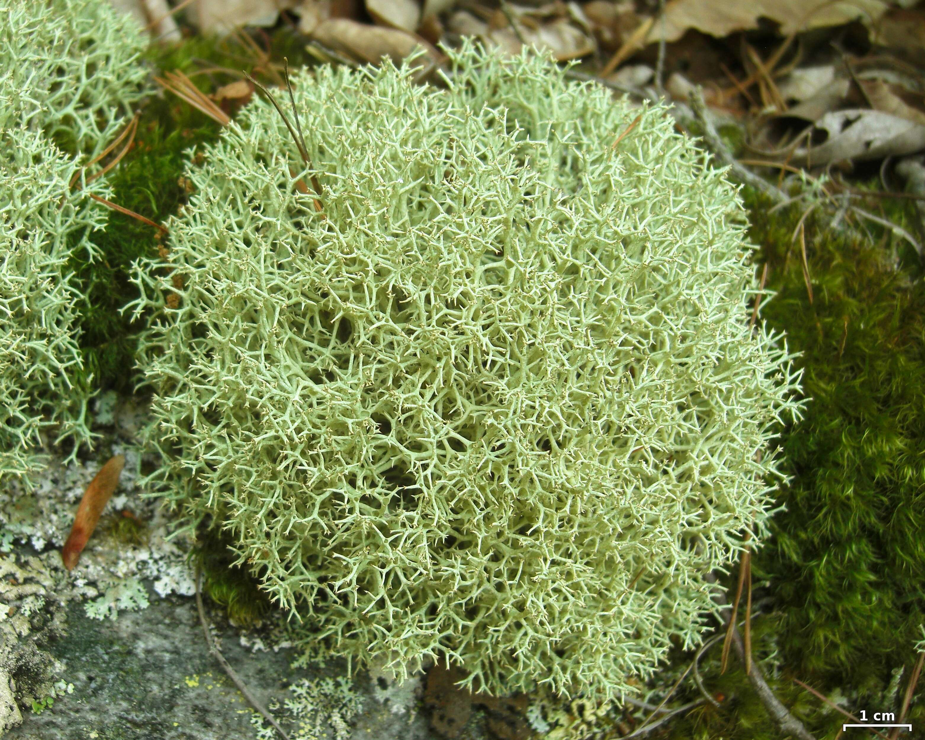 Image of Thorn cladonia