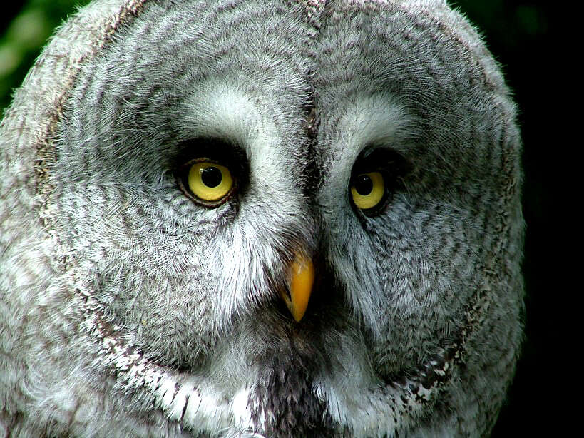 Image of Great Gray Owl