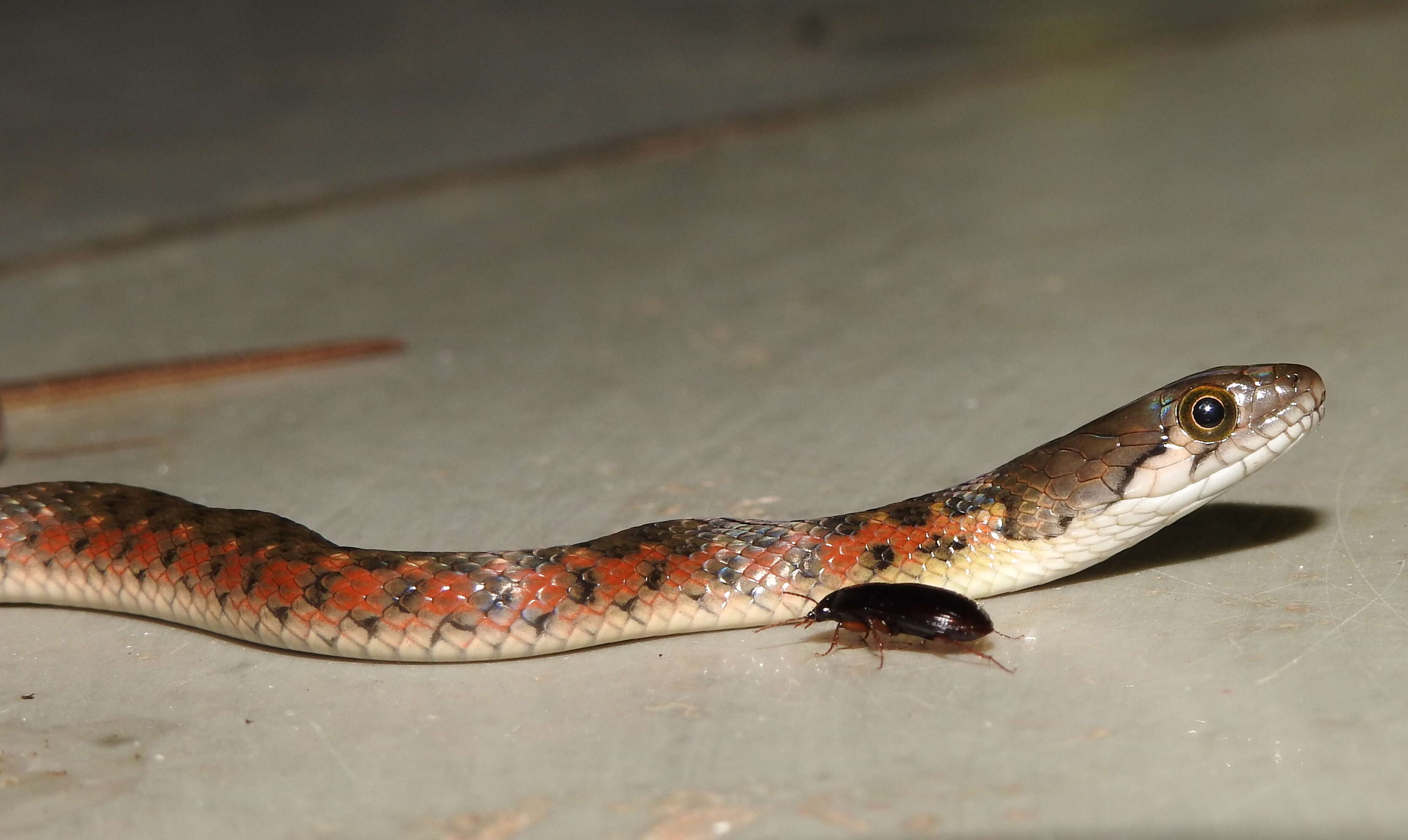 Image of Checkered Keelback Snake