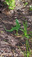 Image of Sand Lizard