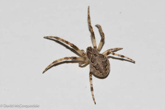 Image of Gray Cross Spider