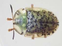 Image of Beet tortoise beetle