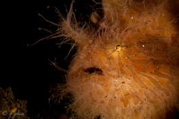 Image of Spitlure Frogfish