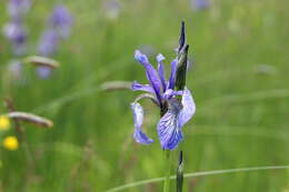 Image of German Iris