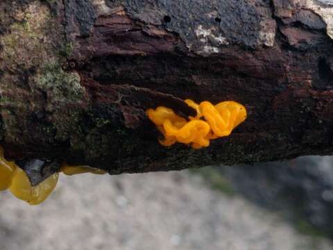 Image of Witches butter