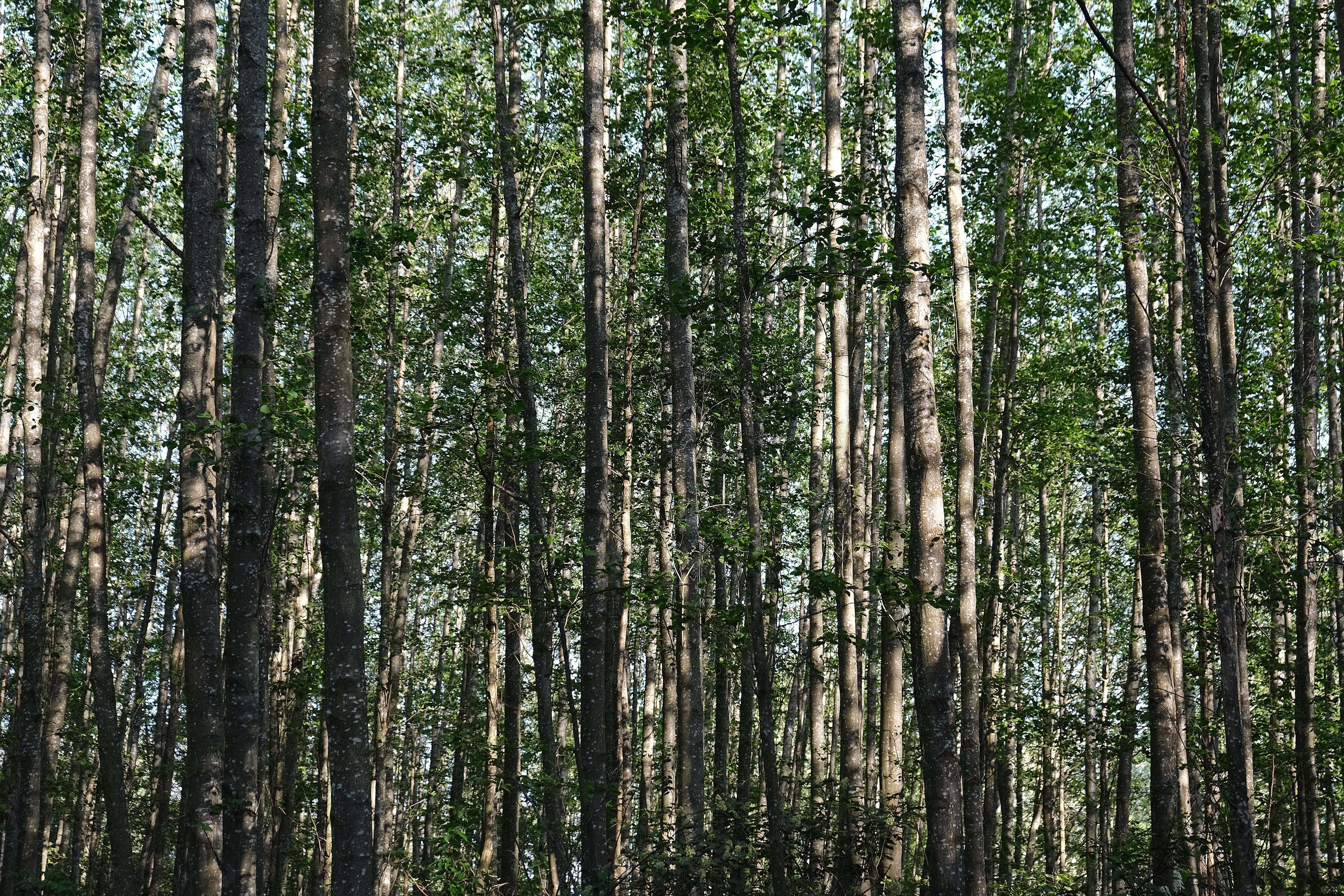 Image of Common Aspen